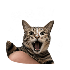 喵喵喵喵喵咪？