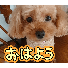 momuko_20260511091314