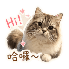 可愛咪卡