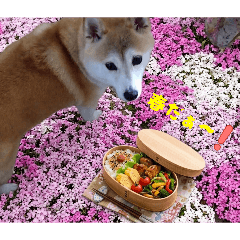 hana_20260511092755