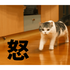 2026の豆豆