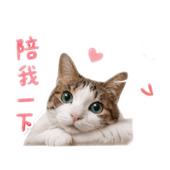 卡哇伊Momo日常