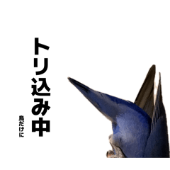 My Pet Bird ver.2