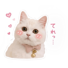 Omochi the Fluffy Ragamuffin