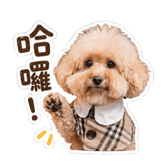 Coco奶油貴賓日常