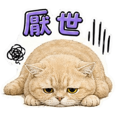 我們這一家-橘子柚子兄弟
