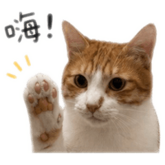 我家劉路迪