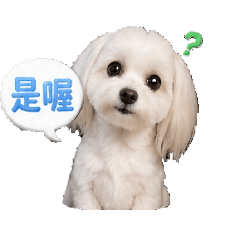 謝泡寶的小小心機