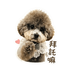 灰貴賓圖