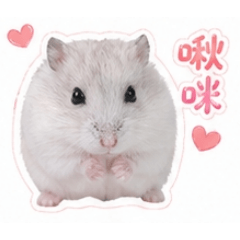 小奶糖跟小奶球的可愛日常