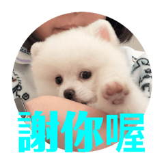 小狗林泡泡