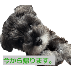 popo_20260511073339