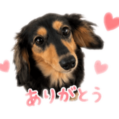 dachshund_hijiki