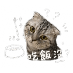 高冷貓貓