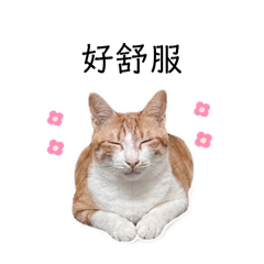 小花生0701