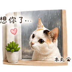 三花貓本丸的去背版
