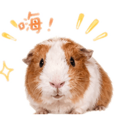 北鼻天豬