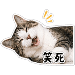 Baobao （1之行）