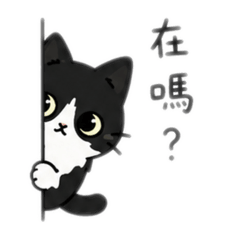 黑白喵喵叫