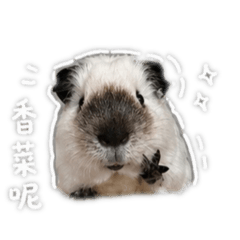 是粉粿啦