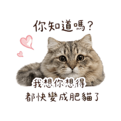 虎♡