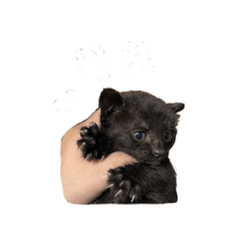 萌貓黑妞