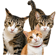 Platoo Planin Plakao