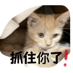dollar貓咪