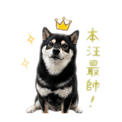 cookie柴