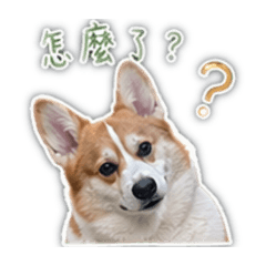 柯基麥董的日常1