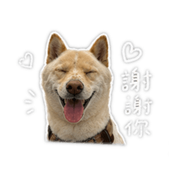 柴柴豆仔