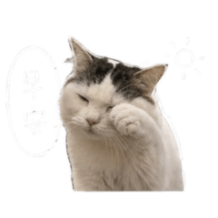 Lucky 日常貼圖