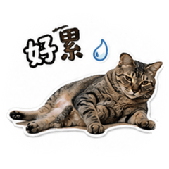 粉絲是妹