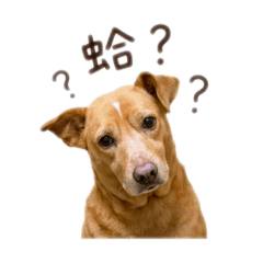 秋汪比比