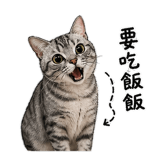 肚寶陳壽司♡