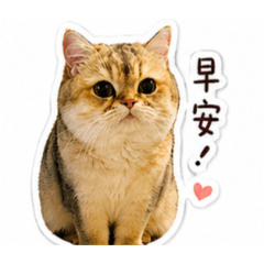 陳弟大發