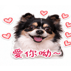 我家妞妞的生活日常