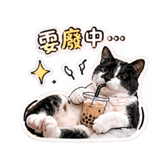 賓士貓的白爛