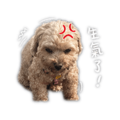 阿咪陪聊貼圖