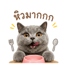 Lunar the British Shorthair Cat