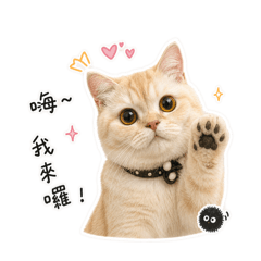奶糖の貓貓日常