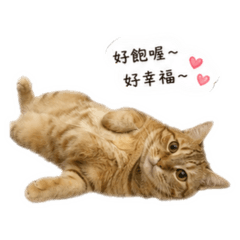 愛吃鬼橘森