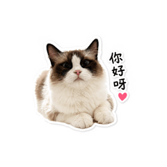 年糕喵喵喵