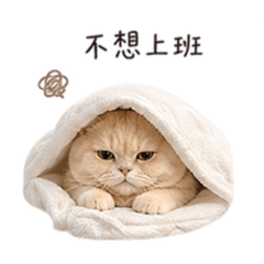沐沐桑社畜貓生
