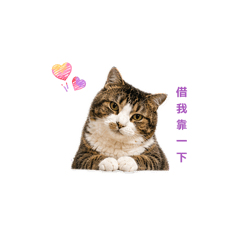 晴の迪迪