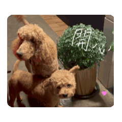 大小貴