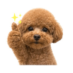 Toypoodle Takeciyo