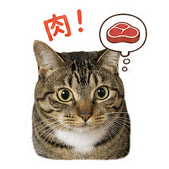 Japanese tabby cat