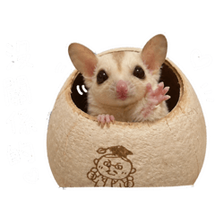 布丁是隻蜜袋鼯
