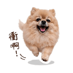 博美瑞瑞-日常